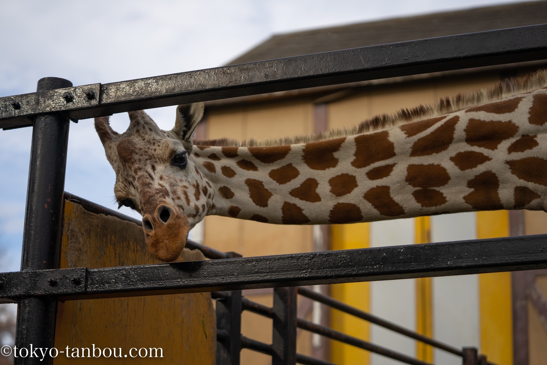 市営 羽村動物園にて Sony Fe 70 0mm F2 8 Gm Ossを使ってスナップ撮影をした話 ソニーのカメラで東京探訪記