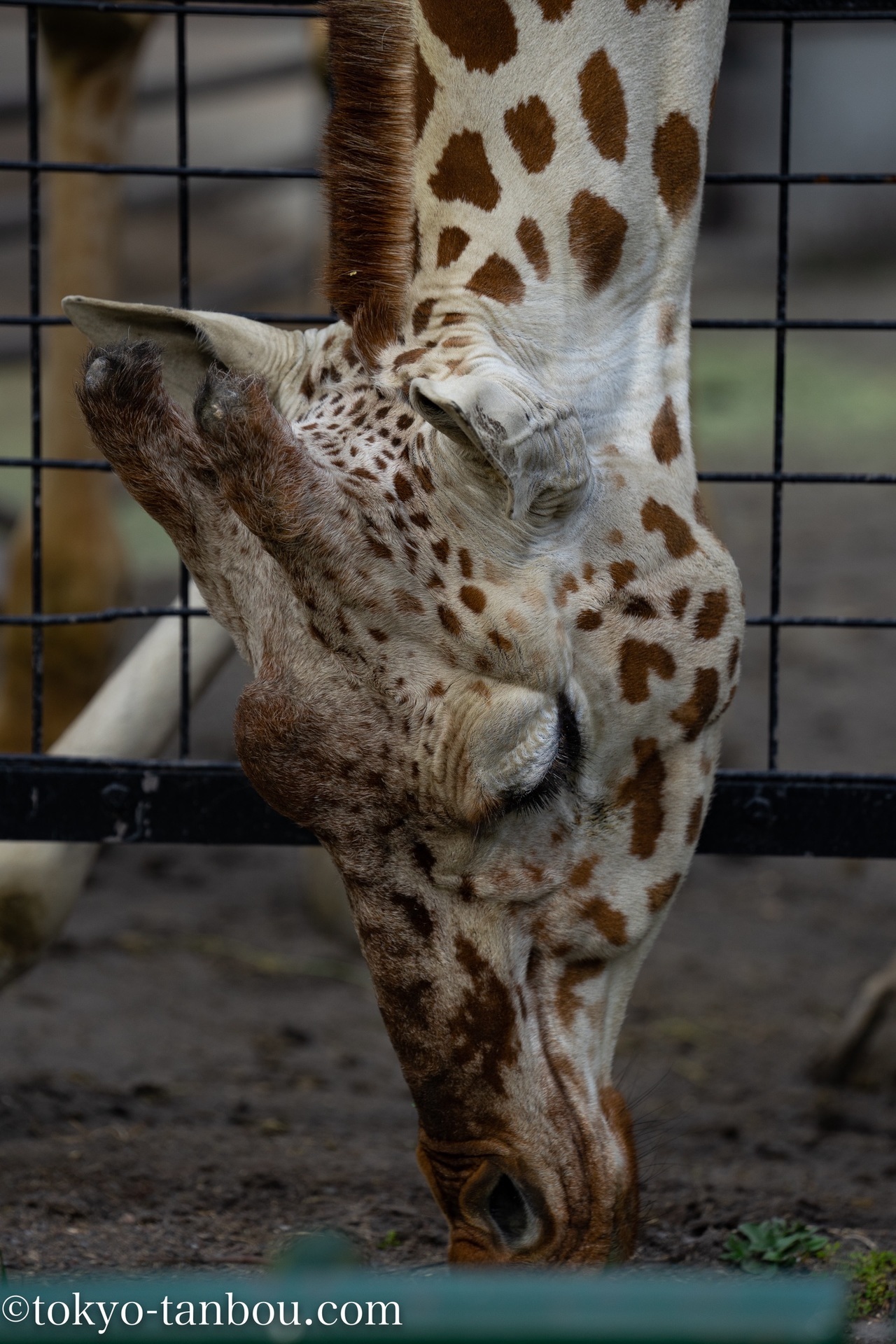 市営 羽村動物園にて Sony Fe 70 0mm F2 8 Gm Ossを使ってスナップ撮影をした話 ソニーのカメラで東京探訪記