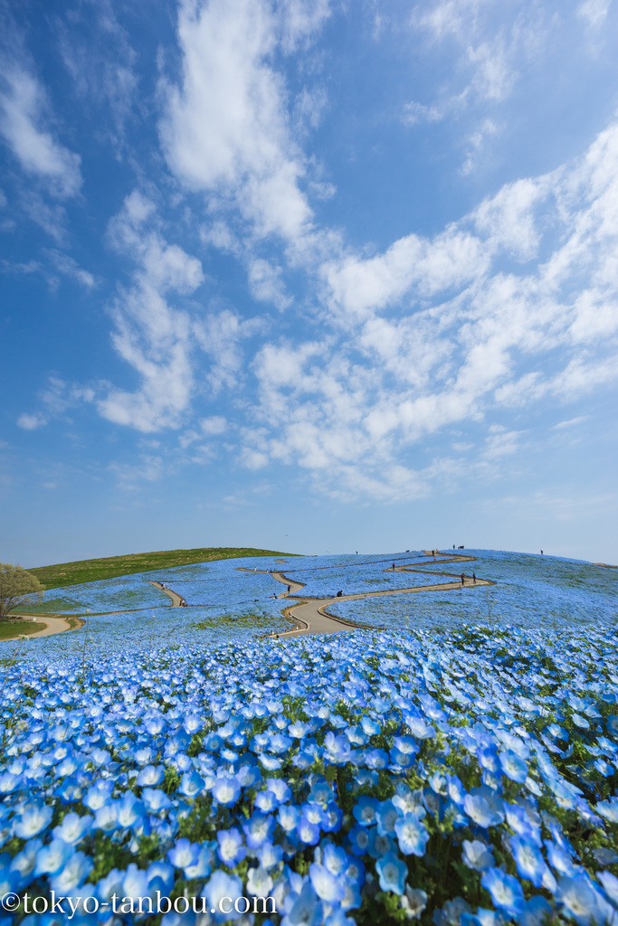 日本の絶景　国営ひたち海浜公園　ネモフィラ　ブルー