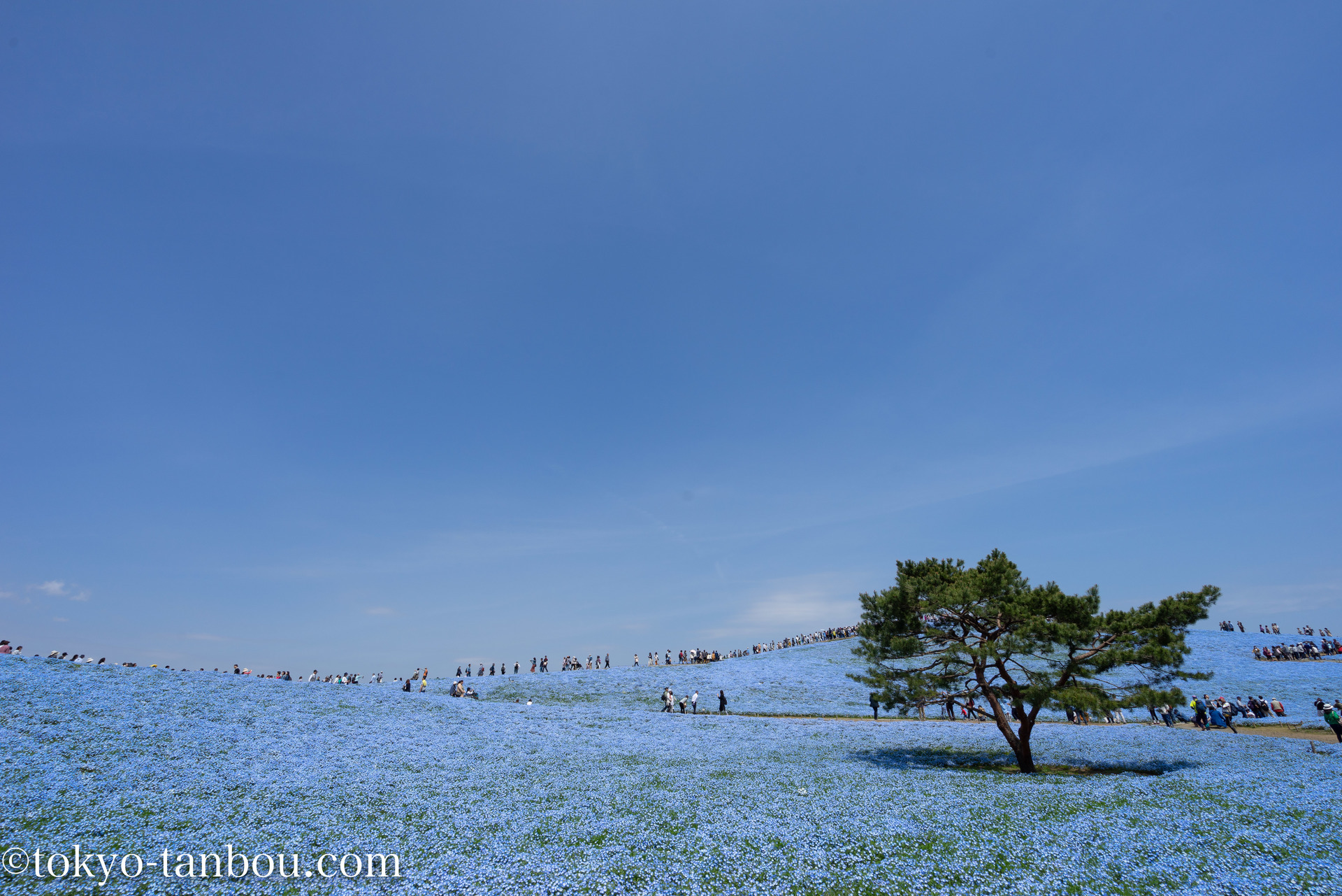 日本の絶景 国営ひたち海浜公園 みはらしの丘で ネモフィラを撮影した話 ソニーのカメラで東京探訪記