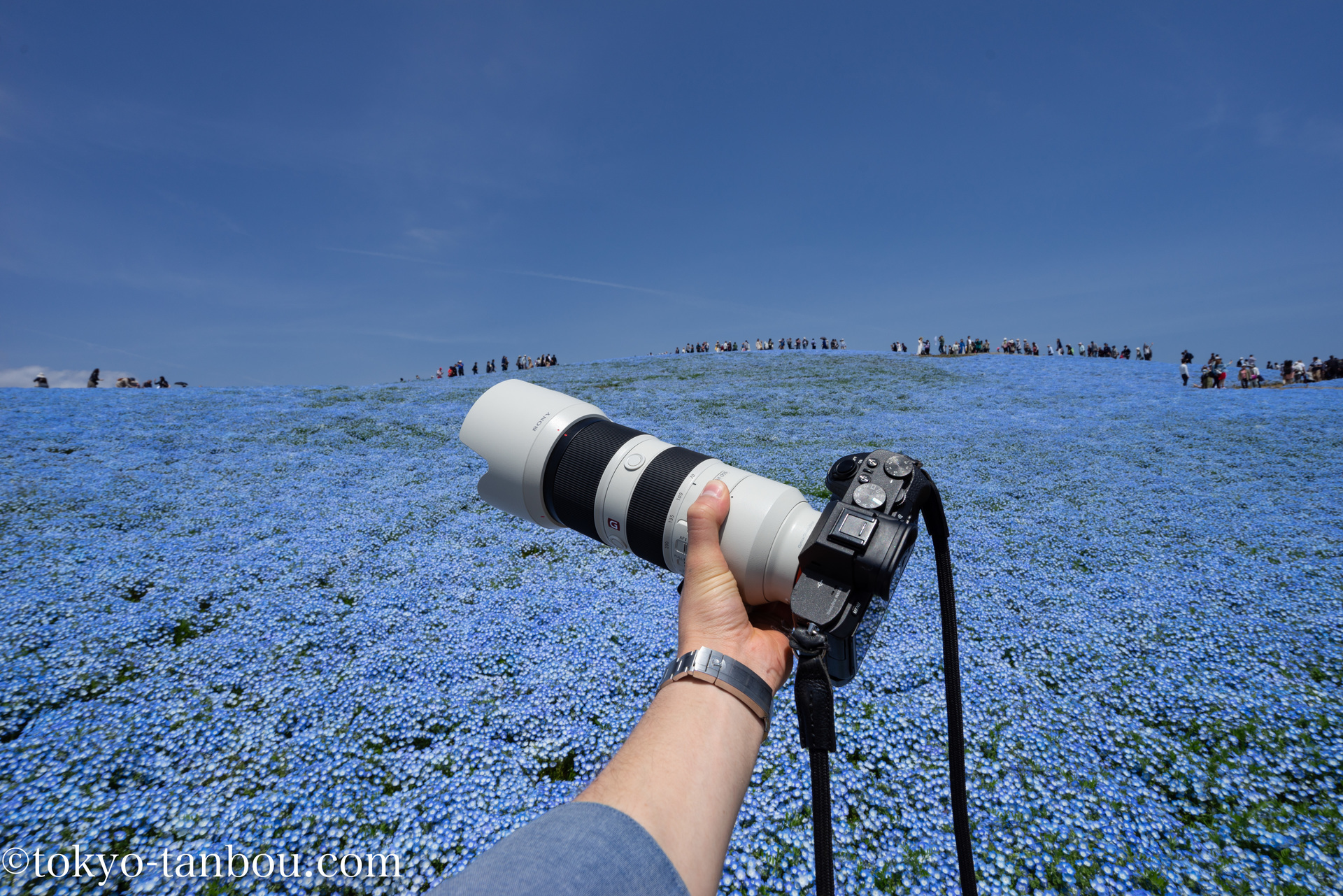 日本の絶景!! 国営ひたち海浜公園 みはらしの丘で、ネモフィラを撮影した話: ソニーのカメラで東京探訪記