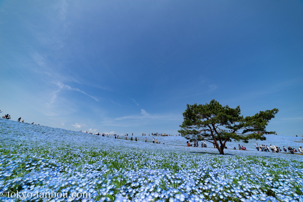 日本の絶景　国営ひたち海浜公園　ネモフィラ　ブルー