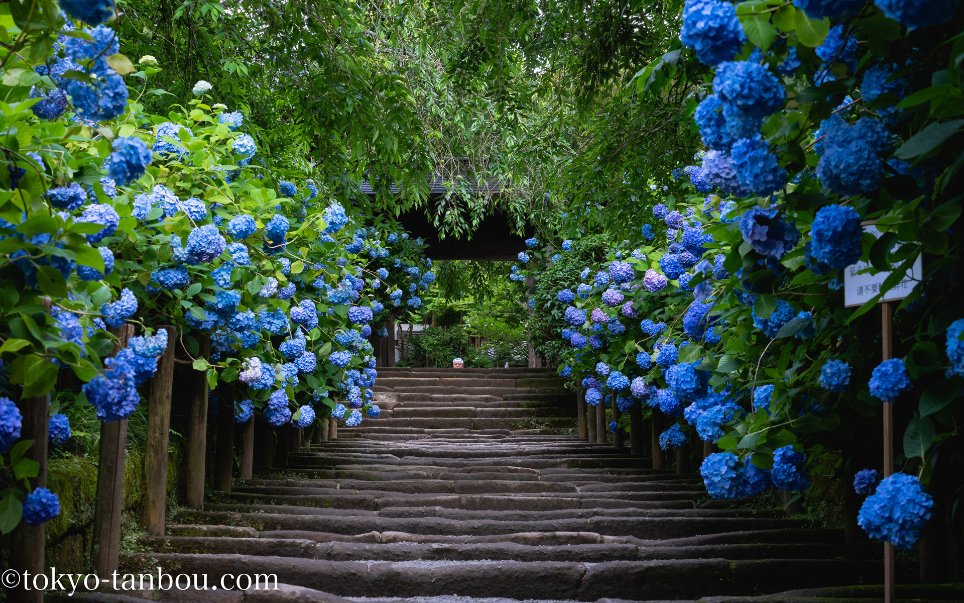 梅雨のお出かけに 関東随一の紫陽花 あじさい スポット 鎌倉でスナップ散歩を行った話 ソニーのカメラで東京探訪記